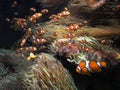 Ocellaris clownfish swim in coral sea