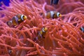 Ocellaris clownfish (Amphiprion ocellaris). Royalty Free Stock Photo