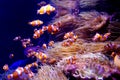 Ocellaris clownfish Royalty Free Stock Photo