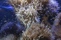 Ocellaris clownfishes swimming in the magnificent sea anemone