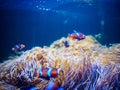 Ocellaris Clownfishes with coral background