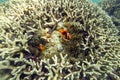 Ocellaris Clownfishes