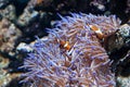 Ocellaris Clownfishes with sea anemone