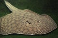 Ocellate river stingray Royalty Free Stock Photo