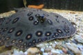 Ocellate river stingray Royalty Free Stock Photo