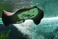 Ocellate river stingray Potamotrygon motoro, also known as the Black river stingray, peacock-eye stingray