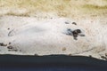 Ocellate river stingray, Potamotrygon motoro fish