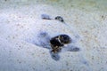 Ocellate river stingray, Potamotrygon motoro fish