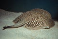 Ocellate river stingray, Potamotrygon motoro fish