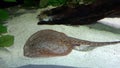 Ocellate river stingray, Potamotrygon motoro fish laying on sand