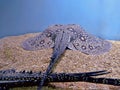 Ocellate river stingray Potamotrygon motoro tail closeup view in aquarium tank.