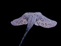 Ocellate river stingray Potamotrygon motoro tail closeup view isolated on black background. Royalty Free Stock Photo