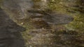 Ocellate river stingray swimming in a river - Potamotrygon motoro