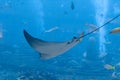 The ocellated eagle ray Aetobatus ocellatus is a species of cartilaginous fish in the eagle ray family Myliobatidae. Atlantis,