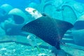 The ocellated eagle ray Aetobatus ocellatus is a species of cartilaginous fish in the eagle ray family Myliobatidae. Atlantis,