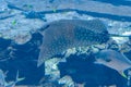 The ocellated eagle ray Aetobatus ocellatus is a species of cartilaginous fish in the eagle ray family Myliobatidae. Atlantis,