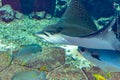 The ocellated eagle ray Aetobatus ocellatus is a species of cartilaginous fish in the eagle ray family Myliobatidae. Atlantis,