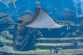 The ocellated eagle ray Aetobatus ocellatus is a species of cartilaginous fish in the eagle ray family Myliobatidae. Atlantis,