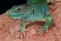 Ocellated lizard Royalty Free Stock Photo