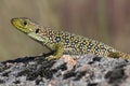 Ocellated Lizard Royalty Free Stock Photo