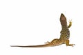 An ocellated lizard climbing. Royalty Free Stock Photo