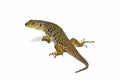 An ocellated lizard isolated. Royalty Free Stock Photo