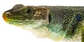 Ocellated lizard or jewelled lizard - Timon lepidus or Lacerta lepidus