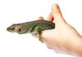 Ocellated lizard or jewelled lizard - Timon lepidus or Lacerta lepidus