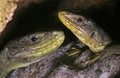 Ocellated Lizard, lacerta lepida, Portrait of Adults Royalty Free Stock Photo