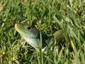 Ocellated Lizard lying in grass in Portugal. Native Portuguese wildlife.