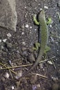 Ocellated lizard Timon lepidus. Royalty Free Stock Photo