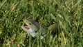 Ocellated Lizard (Timon lepidus) in grass, opening mouth reacting to a threat. Royalty Free Stock Photo