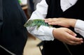 Ocellated lizard, timon lepidus, lacerta lepida sits on the hands of children. Exhibition of exotic animals. Contact Zoo.