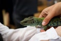 Ocellated lizard, timon lepidus, lacerta lepida sits on the hands of children. Exhibition of exotic animals. Contact Zoo.