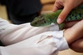 Ocellated lizard, timon lepidus, lacerta lepida sits on the hands of children. Exhibition of exotic animals. Contact Zoo.