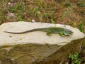 ocellated lizard, timon lepidus