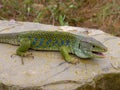 ocellated lizard, timon lepidus