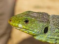 ocellated lizard, timon lepidus Royalty Free Stock Photo