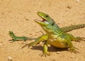 ocellated lizard, timon lepidus