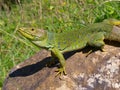 ocellated lizard, timon lepidus, lacerta lepida Royalty Free Stock Photo