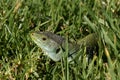 Ocellated Lizard (Timon lepidus) lying in grass in Portugal. Portuguese wildlife. Royalty Free Stock Photo