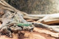 Ocellated lizard, Timon lepidus reptile Royalty Free Stock Photo