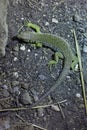 Ocellated lizard (Timon lepidus). Royalty Free Stock Photo