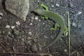 Ocellated lizard (Timon lepidus). Royalty Free Stock Photo