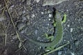 Ocellated lizard (Timon lepidus). Royalty Free Stock Photo