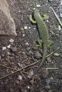 Ocellated lizard (Timon lepidus). Royalty Free Stock Photo