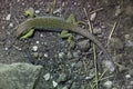 Ocellated lizard (Timon lepidus). Royalty Free Stock Photo