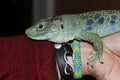 Ocellated pearl lizard Timon lepidus is sitting on arm. Royalty Free Stock Photo