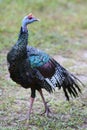 Ocellated Turkey