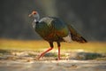 Ocellated turkey, Meleagris ocellata, rare bizar bird, Tikal National Park, Gutemala. Wild turkey, ruins forest in South America.